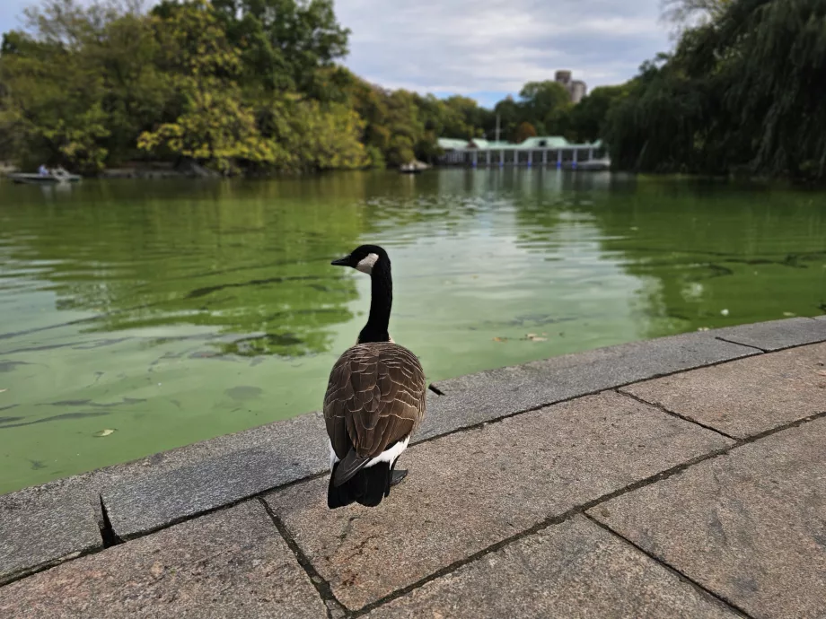 Geese in Central Park