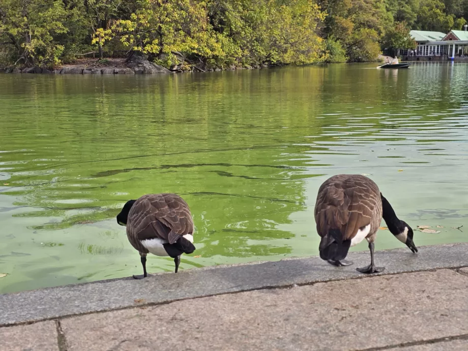 Geese in Central Park