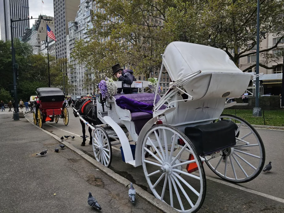 Horse-drawn carriage in Central Park