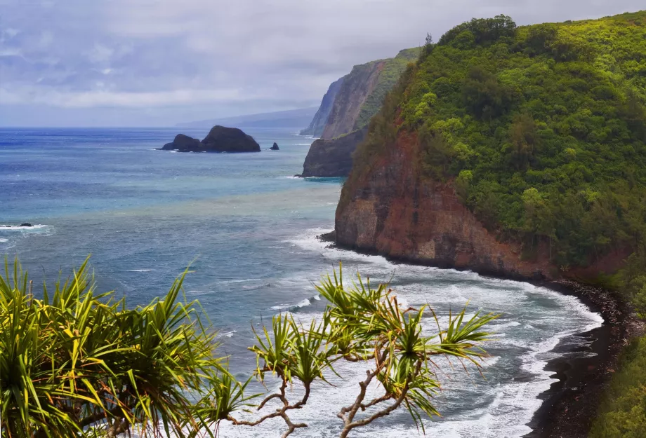Kohala Forest