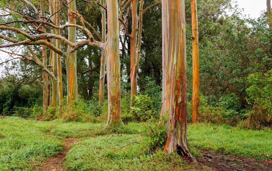 Rainbow Trees