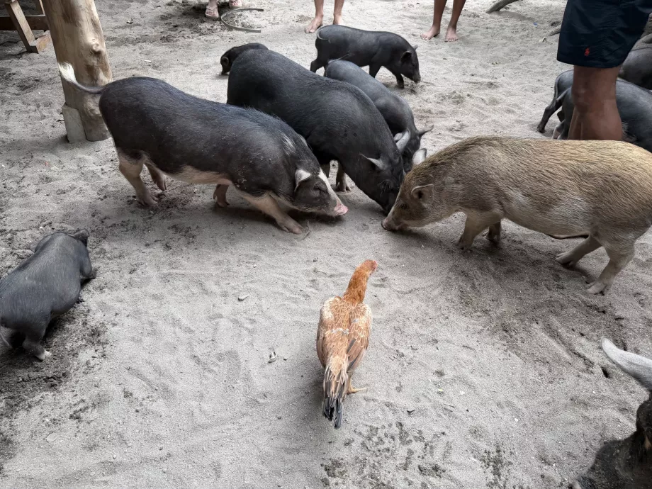 Pig Island
